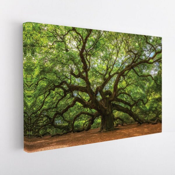 great oak tree stretched canvas