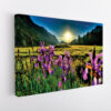 orchids field sunrise stretched canvas