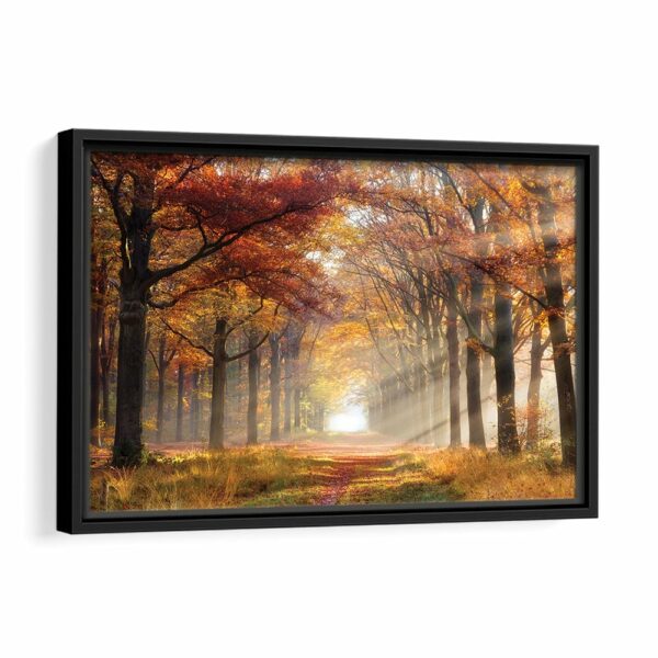 sun shining through forest framed canvas black frame