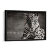 blue eyed leopard framed canvas black frame