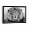 blue eyes lion framed canvas black frame