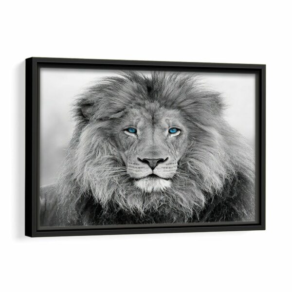 blue eyes lion framed canvas black frame