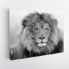 blue eyes lion stretched canvas