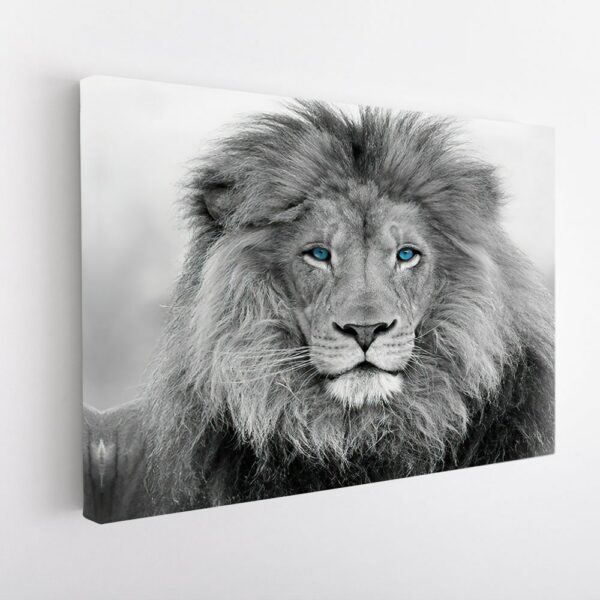 blue eyes lion stretched canvas