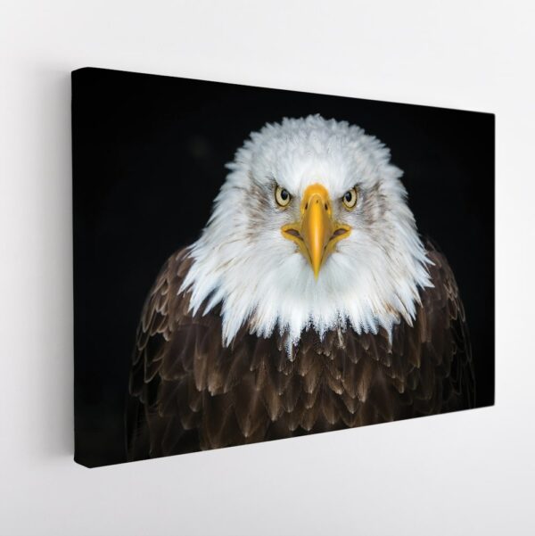 bold eagle stretched canvas