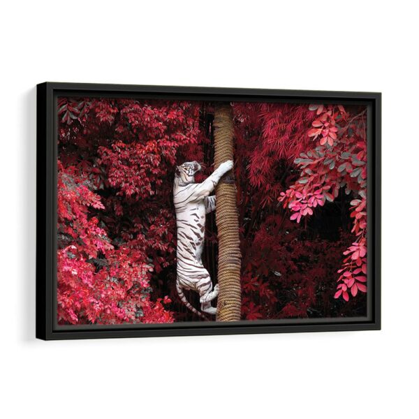 climbing tiger framed canvas black frame