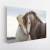 couple horses stretched canvas