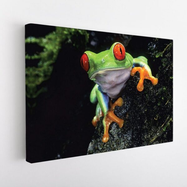 cute frog stretched canvas