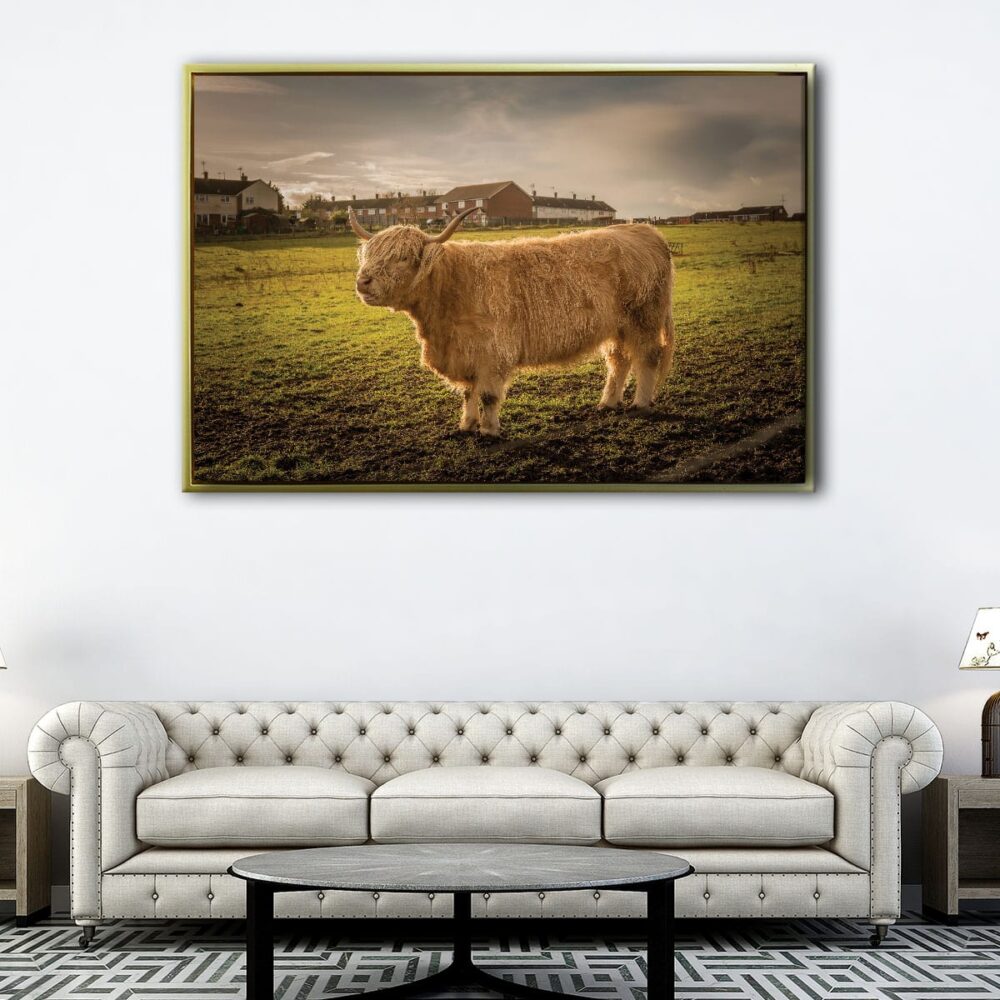 highland cattle floating frame canvas