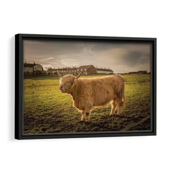 highland cattle framed canvas black frame