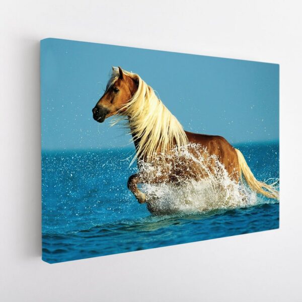 horse on beach stretched canvas