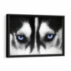 husky eyes framed canvas black frame