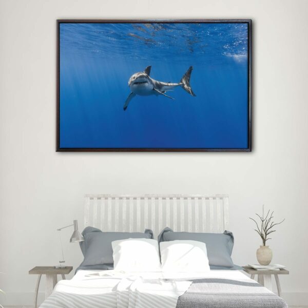 shark underwater floating frame canvas