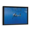 shark underwater framed canvas black frame