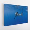 shark underwater stretched canvas