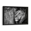 thinking lion framed canvas black frame