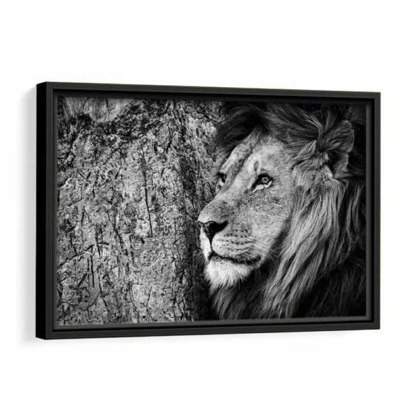 thinking lion framed canvas black frame