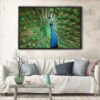 wonderful peacock floating frame canvas