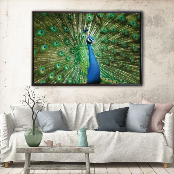 wonderful peacock floating frame canvas