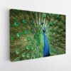 wonderful peacock stretched canvas