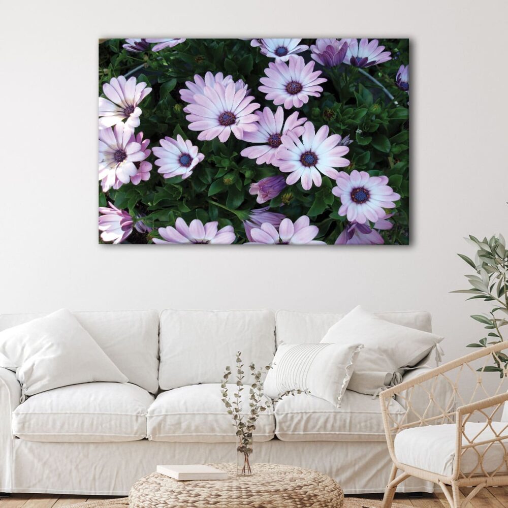 1 panels African Daisies flowers canvas art