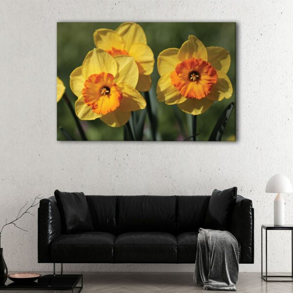 1 panels Daffodil flowers canvas art