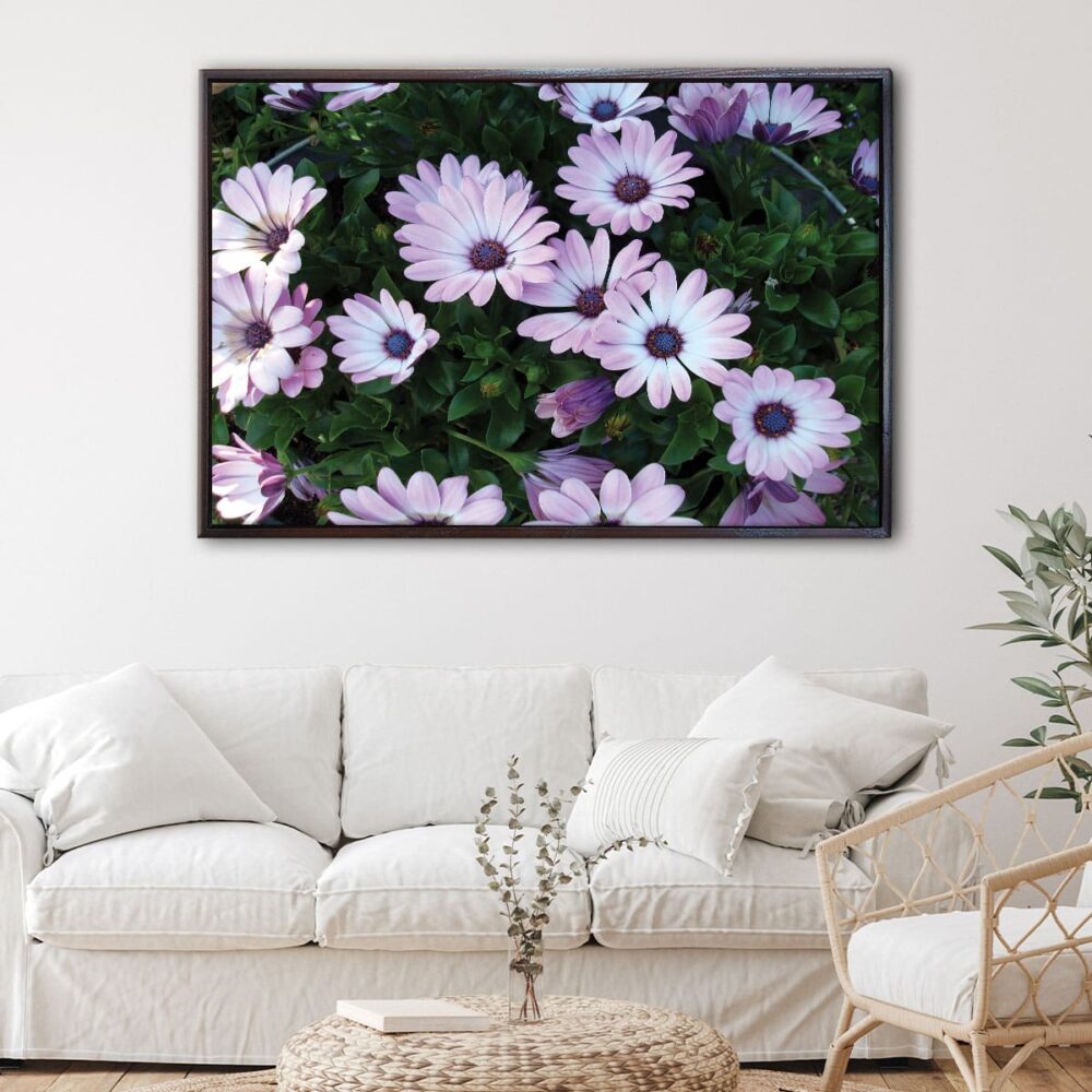 African Daisies flowers floating frame canvas