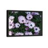 African Daisies flowers framed canvas black frame