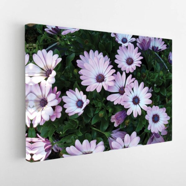 African Daisies flowers stretched canvas