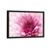 blooming dahlia flower framed canvas black frame