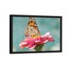 butterfly on flower framed canvas black frame