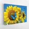 butterfly on sunflower stretched canvas