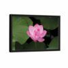 pink lotus framed canvas black frame