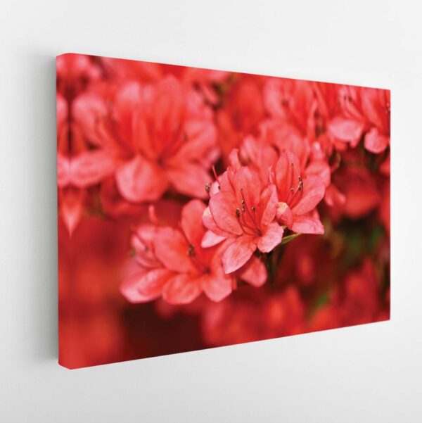 red flowers stretched canvas