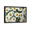 white daisy flowers framed canvas black frame