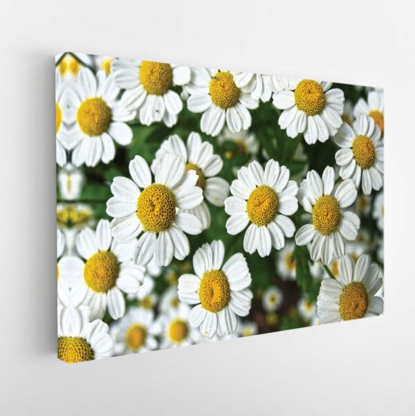 white daisy flowers stretched canva