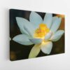 white lotus flower stretched canvas