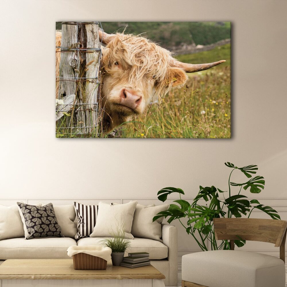 1 panels cute highland cattle canvas art