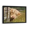 cute highland cattle framed canvas black frame