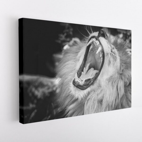 roaring lion portrait stretched canvas