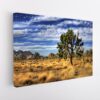 joshua tree stretched canvas